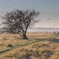 Kalvebod Fælled. © Sylvia Adams/Shutterstock.com