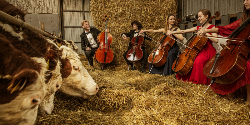 © Carsten Snejbjerg