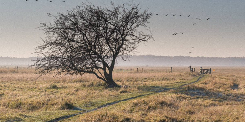 Kalvebod Fælled. © Sylvia Adams/Shutterstock.com