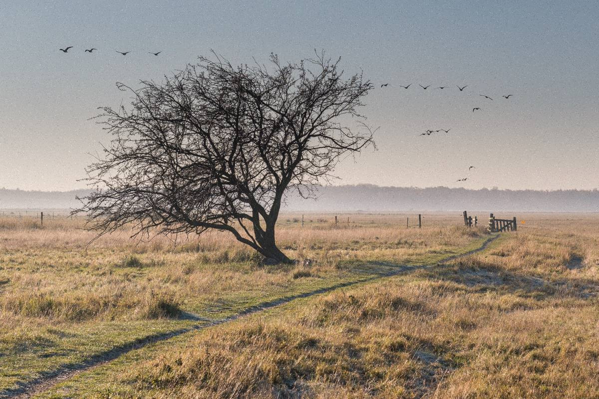 Kalvebod Fælled. © Sylvia Adams/Shutterstock.com