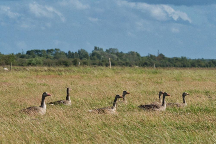 Gæs på Kalvebod Fælled. © Dennis Mortensen/Shutterstock.com